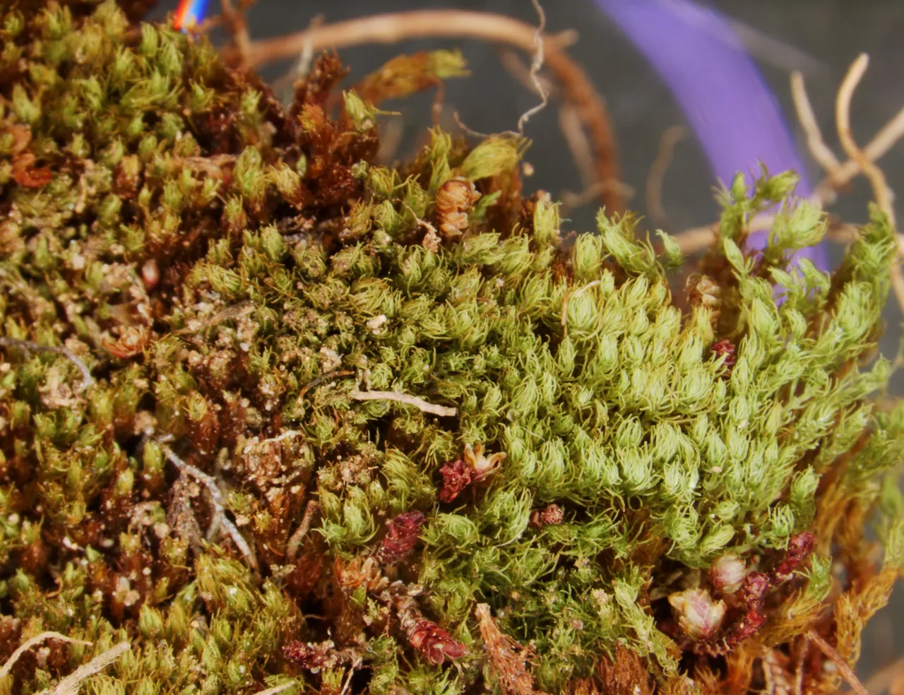 Horn-leaved Takakia