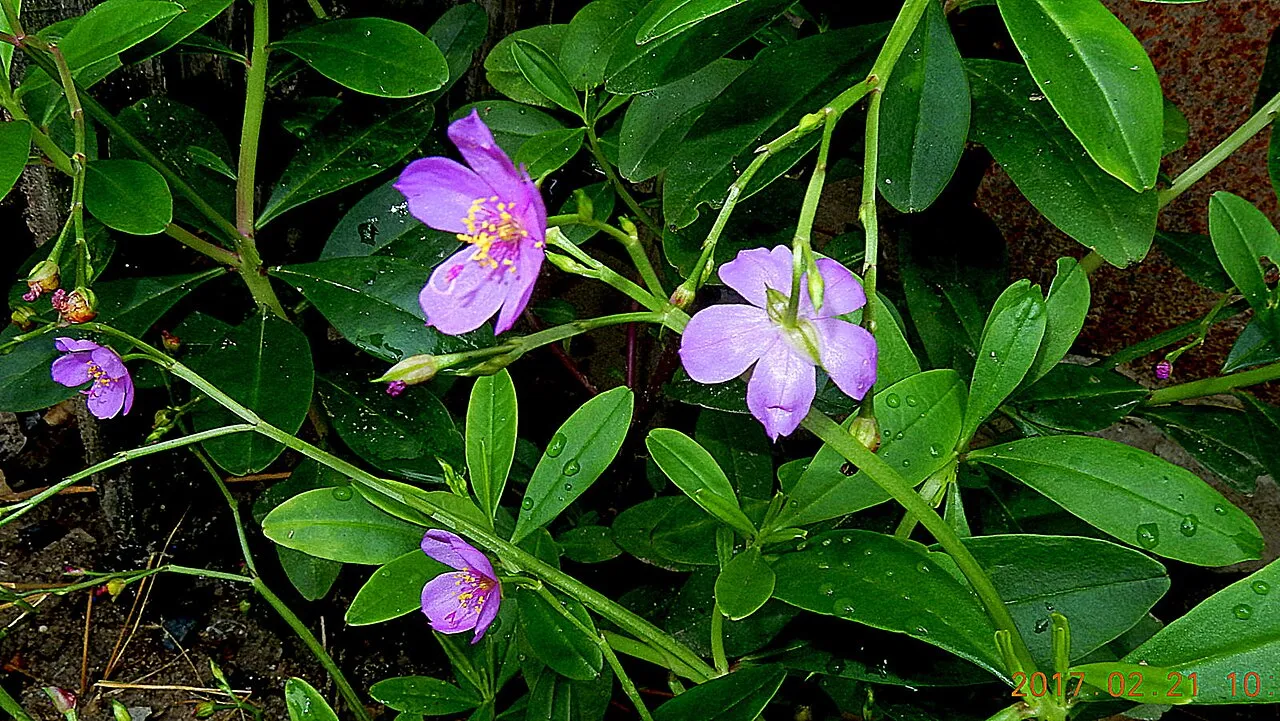 Ceylon Spinach