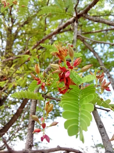 Tamarind — photo by Pascual De la Cruz Santiago