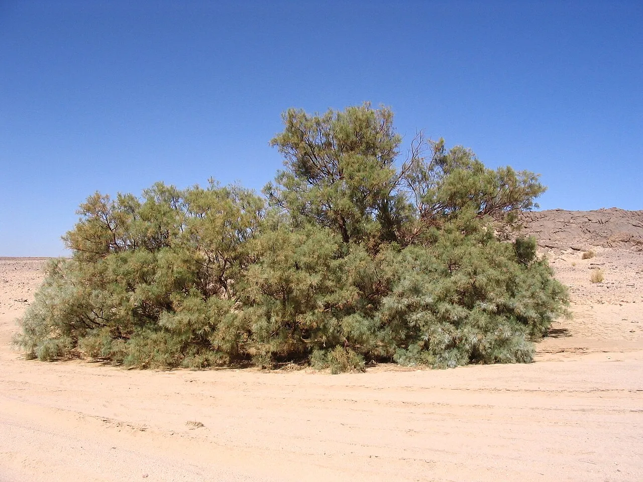 Athel Tamarisk — photo by Anthere