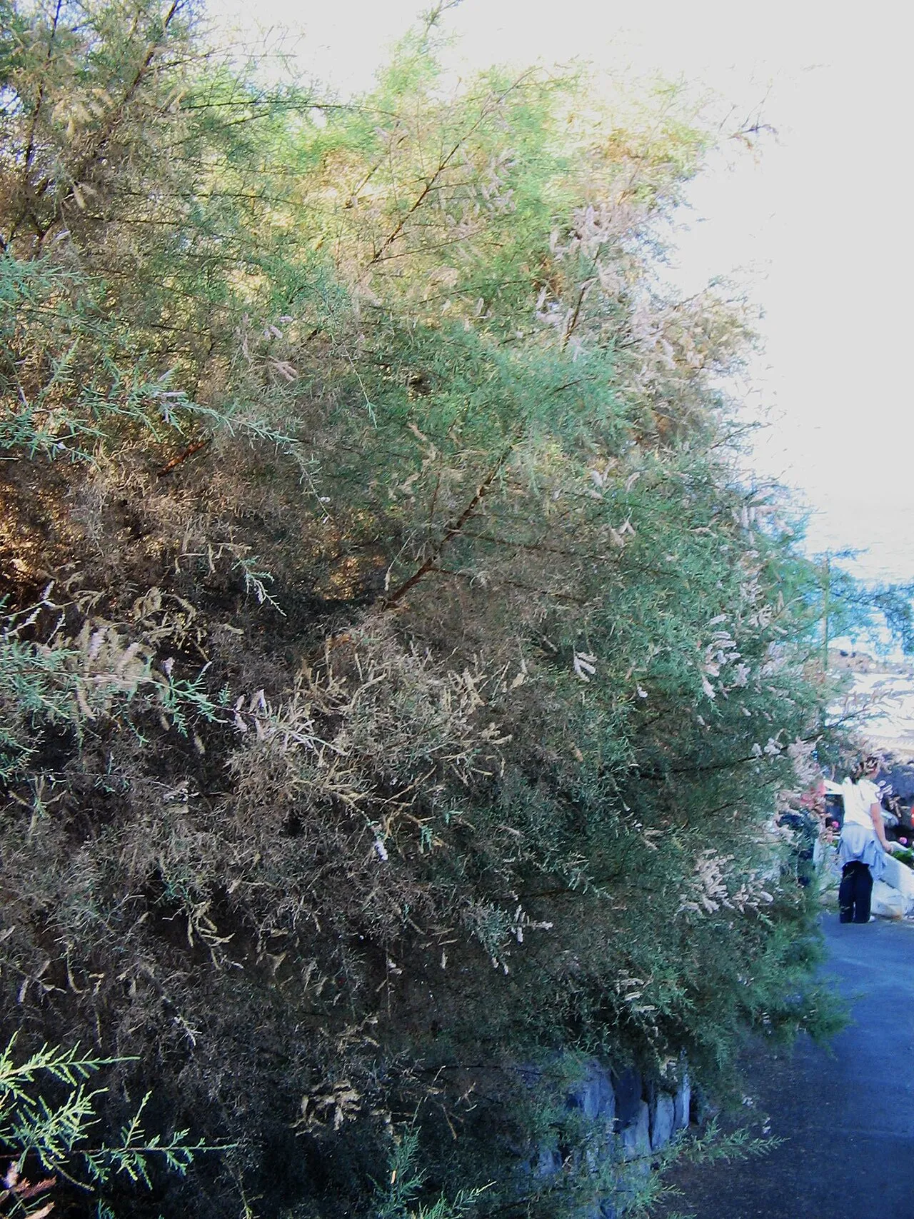 Canary Island Tamarisk — photo by Meneerke bloem