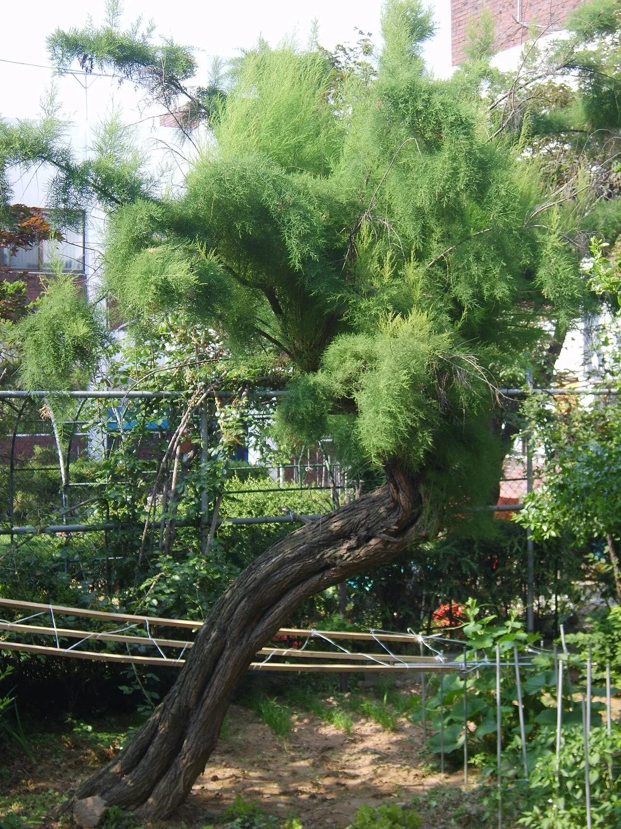 Five-stamen Tamarisk