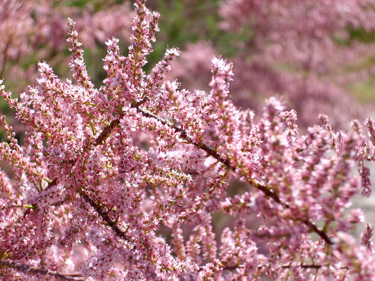 French Tamarisk