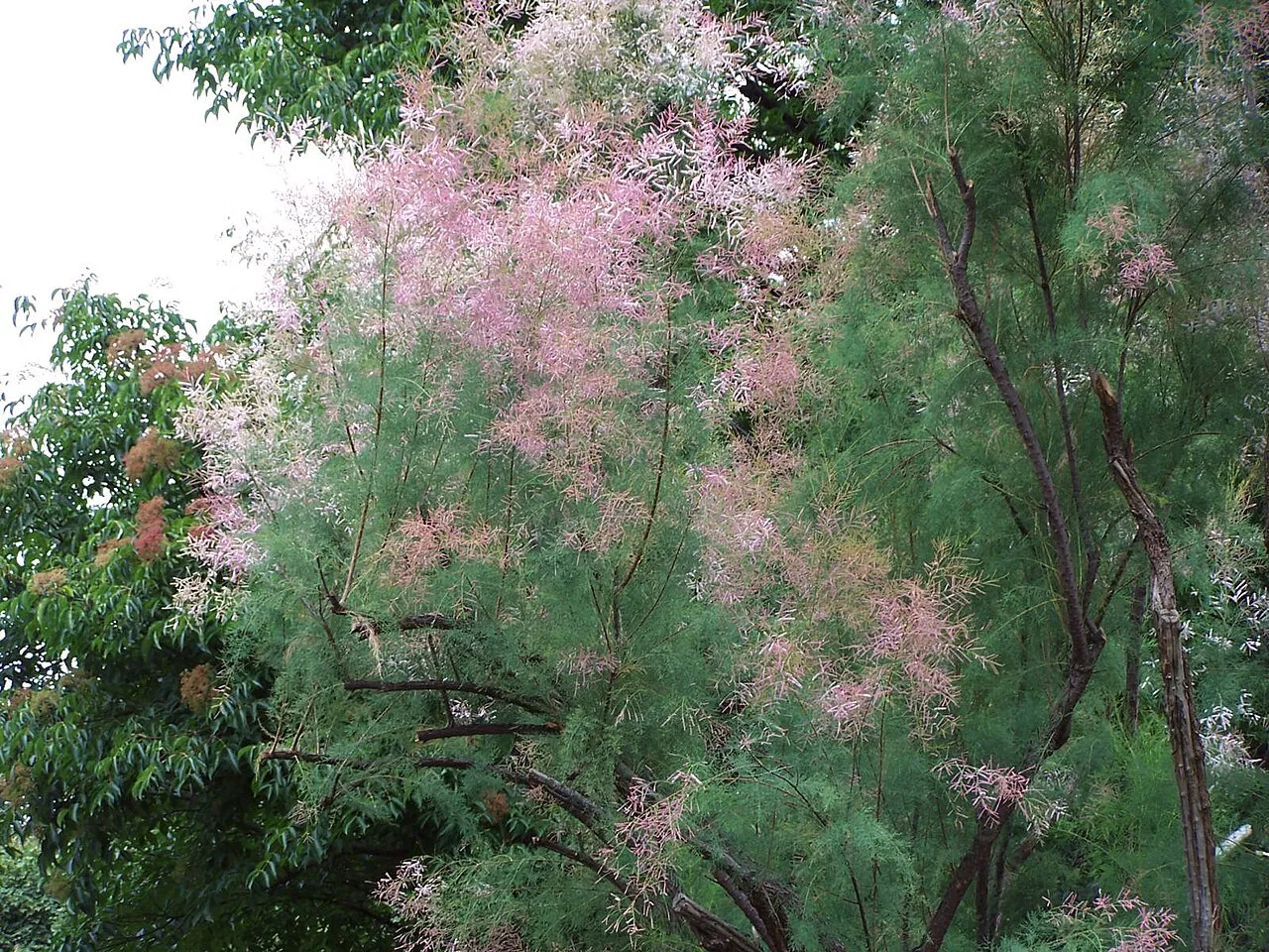 Saltcedar — photo by Jerzy Opioła