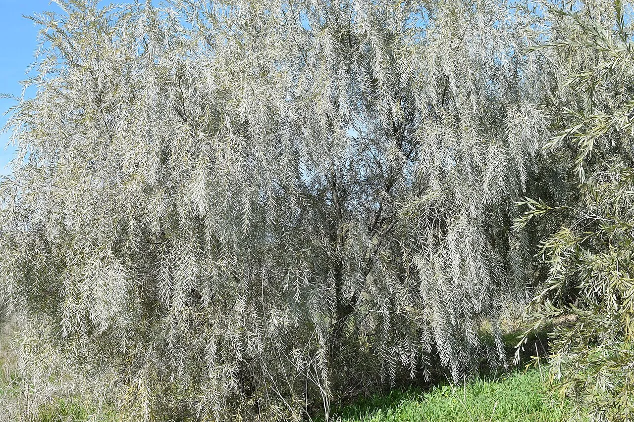 Four-stamen Tamarisk