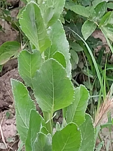 Costmary