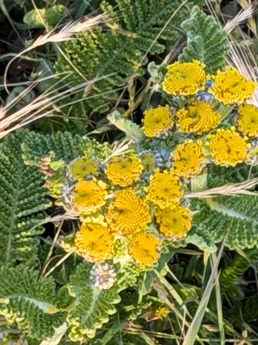 Lake Huron Tansy