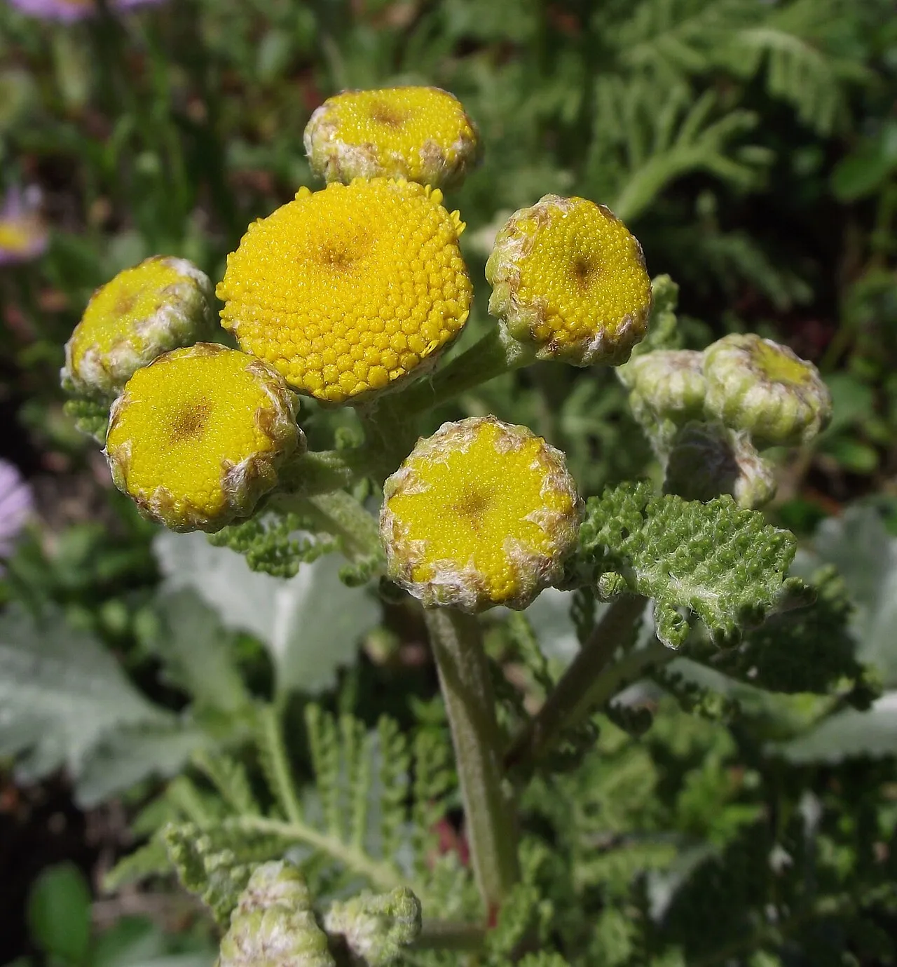 Camphor Tansy