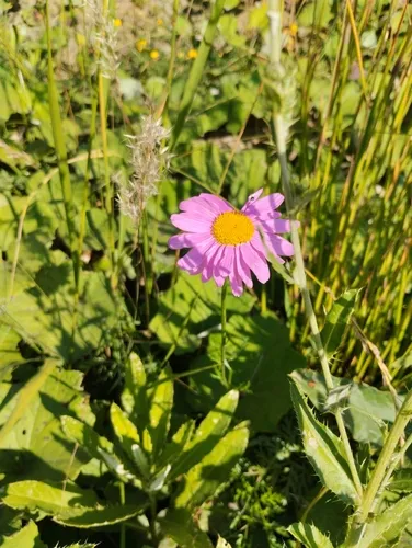 Pyrethum Daisy