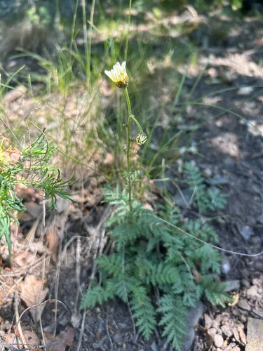 Corymbflower Tansy