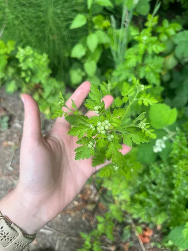 Feverfew — photo by jxmunro