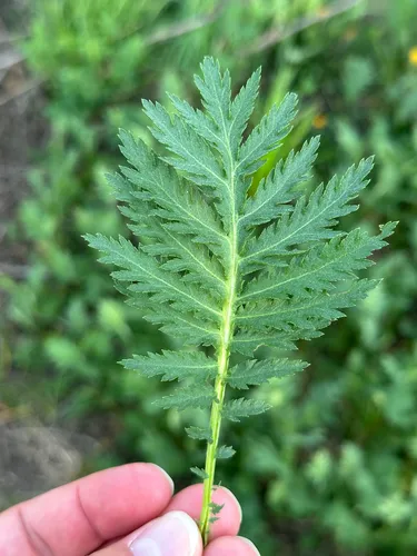 Common Tansy
