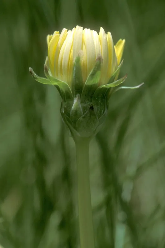 California Dandelion