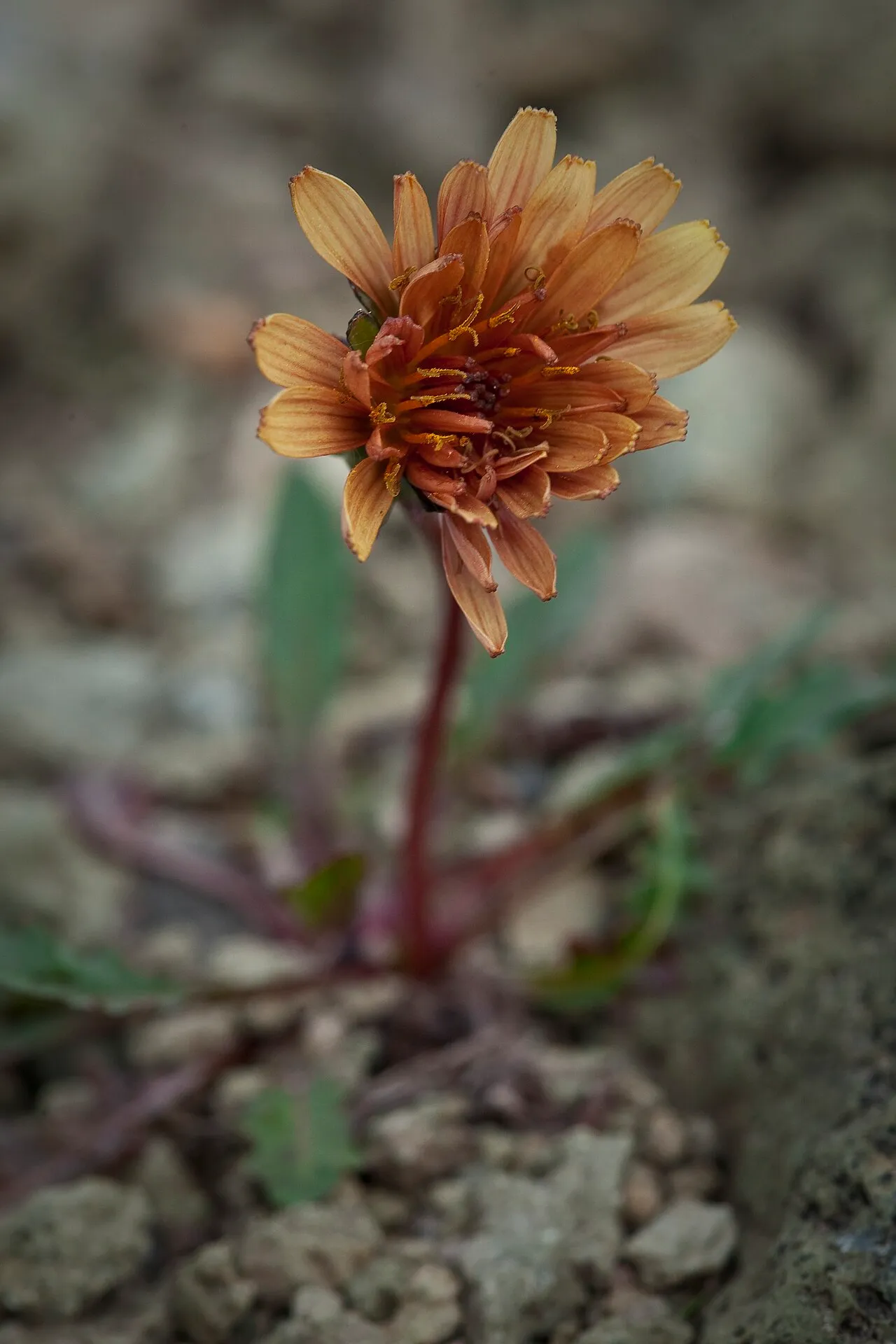 Fleshy Dandelion