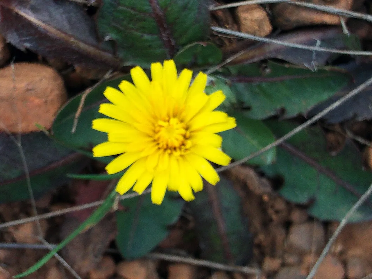 Rock Dandelion — photo by Javier martin