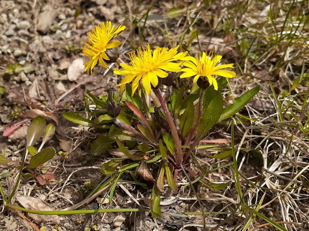 Marsh Dandelion — photo by Quinten Wiegersma