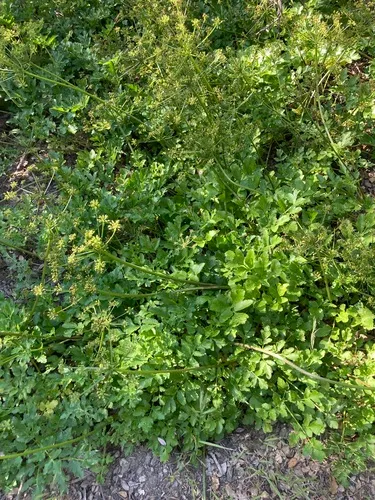 Hartweg's Umbrellawort
