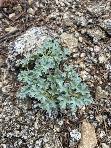 Howell's Umbrellawort