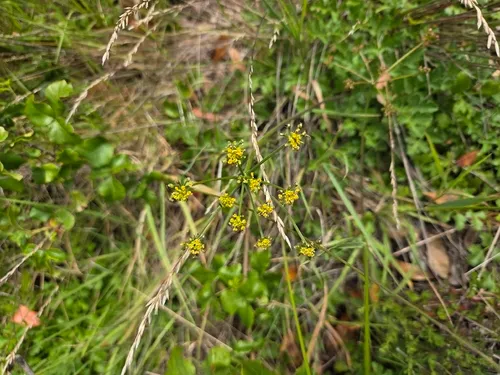 Kellogg's Umbrellawort