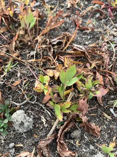Strickland's Umbrellawort — photo by Tynan Ramm-Granberg