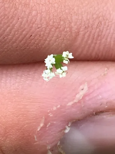 Leiberg's Umbrellawort