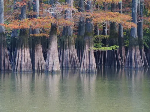 Bald Cypress — photo by Kent C. Jensen
