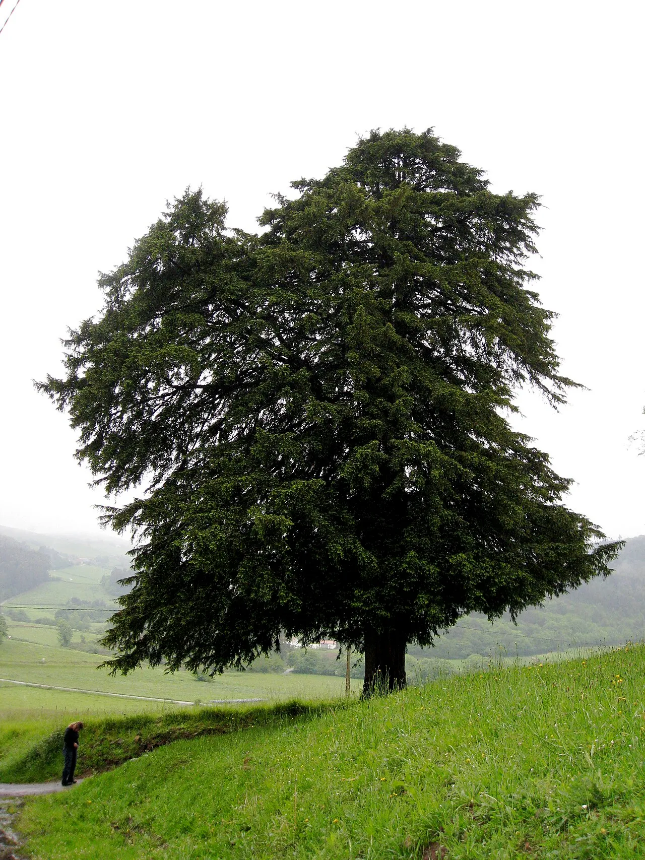 English Yew