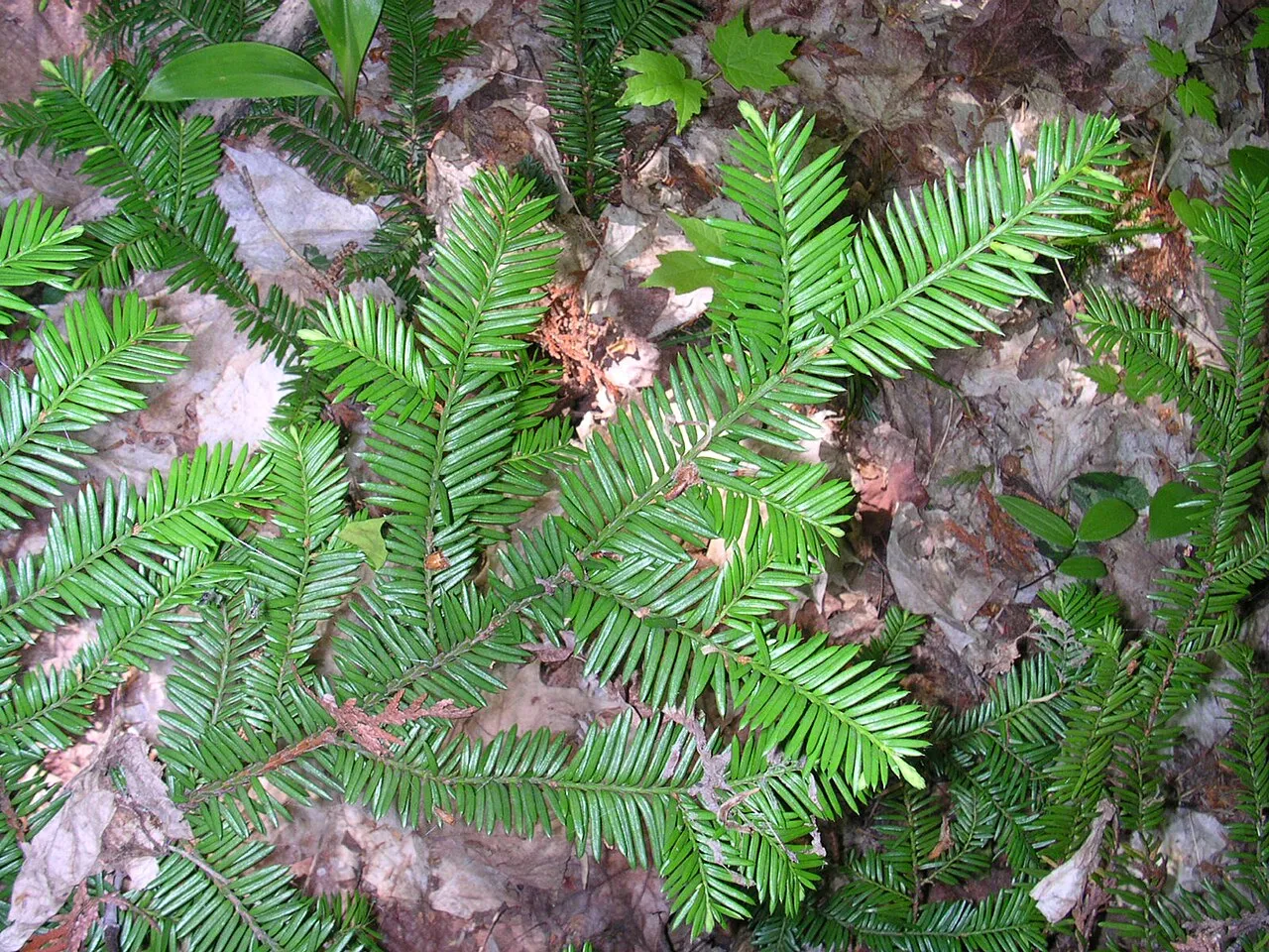 Canada Yew