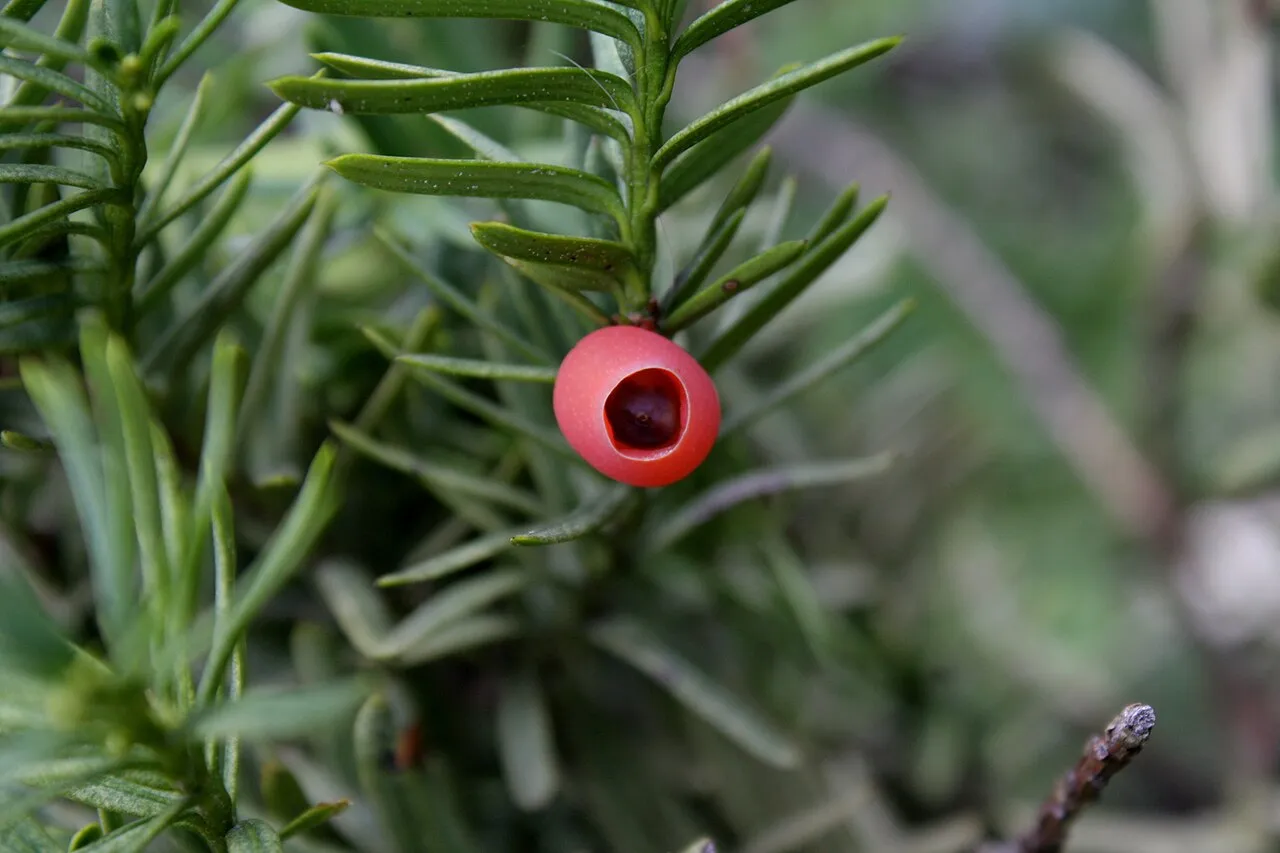 Japanese Yew — photo by Dalgial