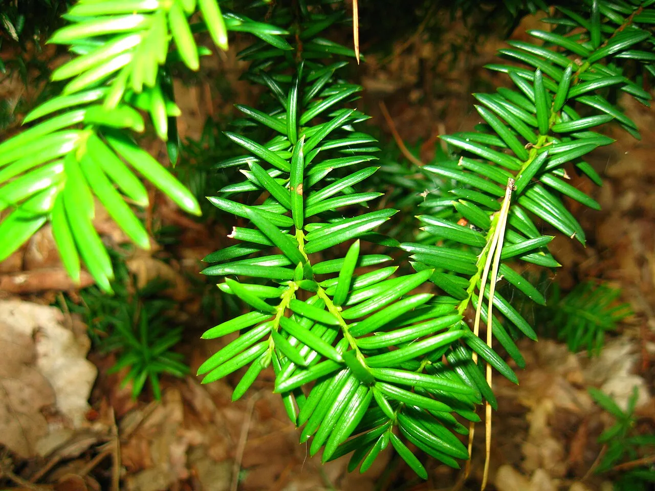 Hybrid Yew