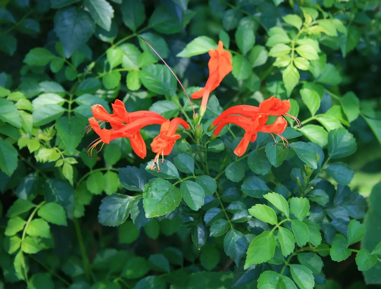Cape Honeysuckle — photo by Franz Xaver