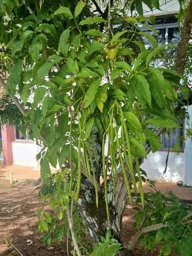 Yellow Trumpetbush