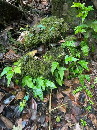 Least Halberd Fern
