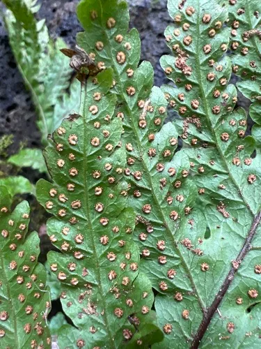 Gaudichaud's Halberd Fern