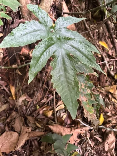 Broad Halberd Fern — photo by twk68