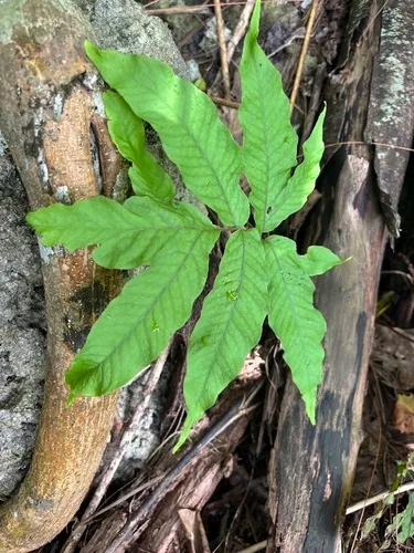 Incised Halberd Fern