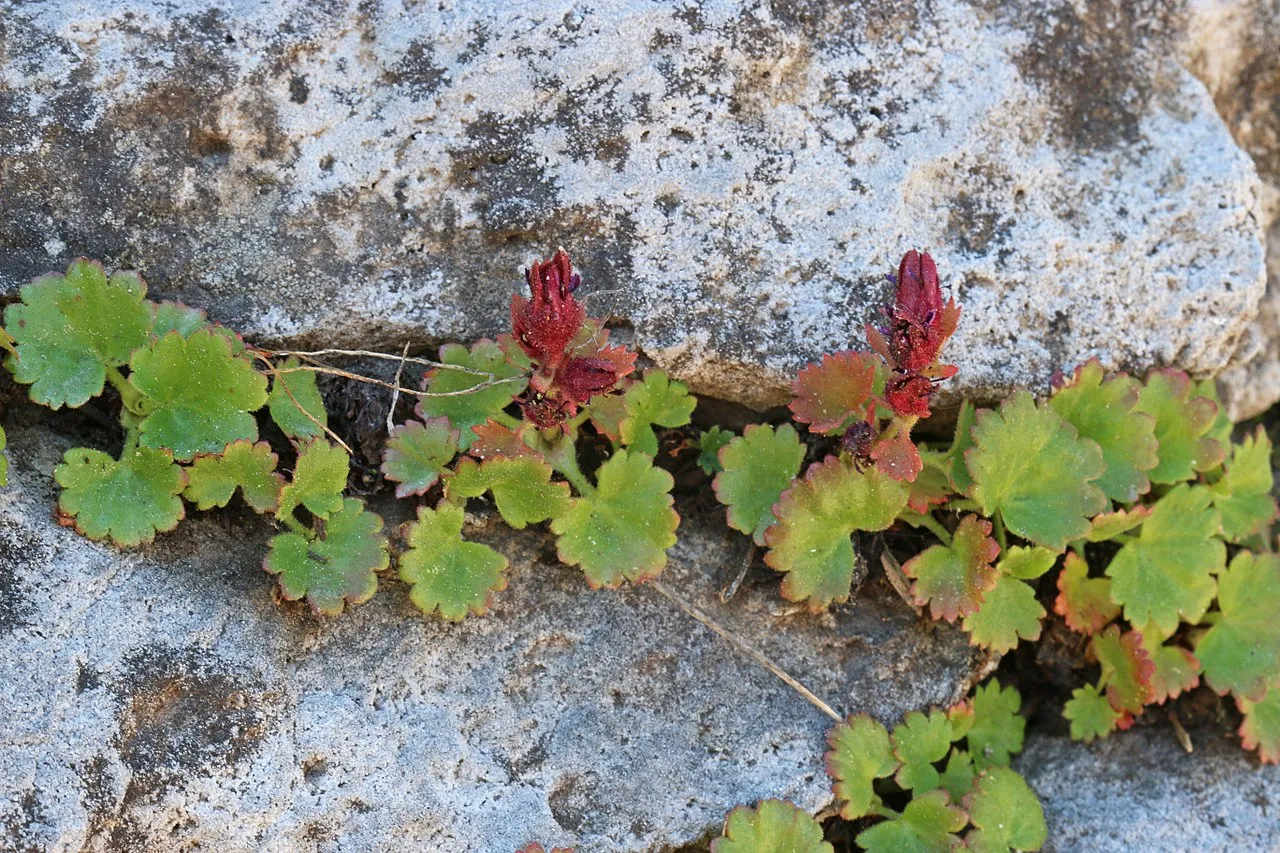 Alumroot Brookfoam
