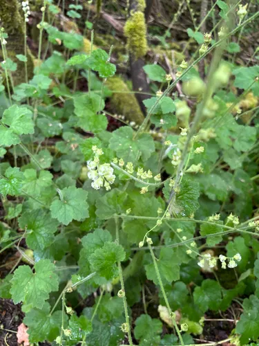 Bigflower Tellima — photo by snowglobin