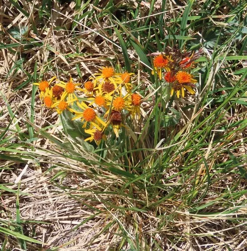 Fuscate Groundsel