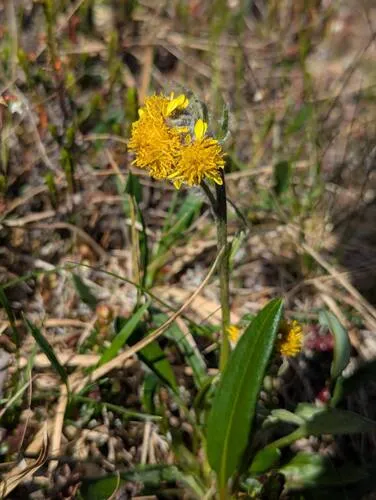 Yukon Groundsel
