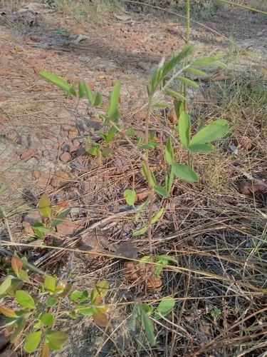 Florida Hoarypea