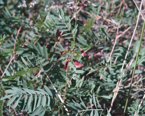 Smoothpod Hoarypea — photo by Andrew Tree