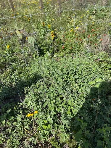 Lindheimer's Hoarypea