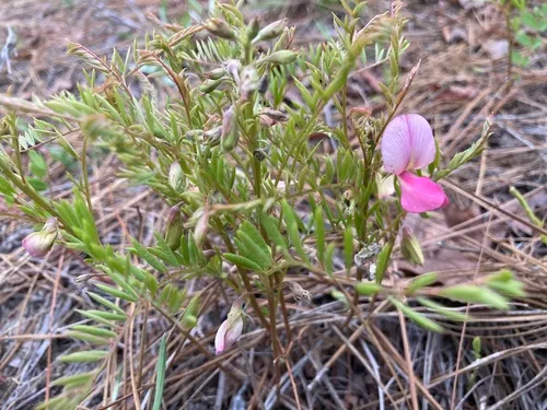 Pineland Hoarypea — photo by Josh Teyler