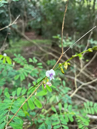 South African Hoarypea — photo by Vitor C. Dias Gonçalves