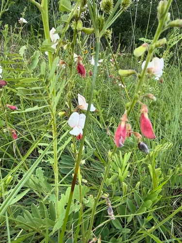 Multibloom Hoarypea