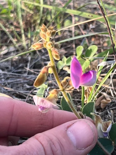 Edwards Plateau Hoarypea