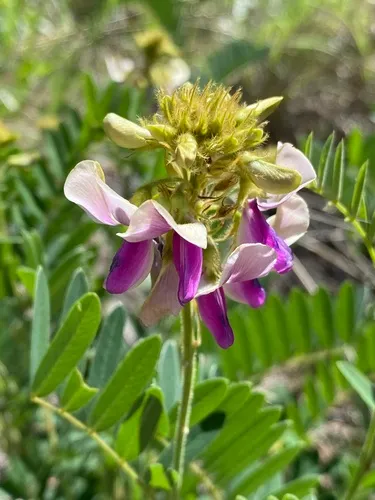 Thurber's Hoarypea — photo by Daniel McNair