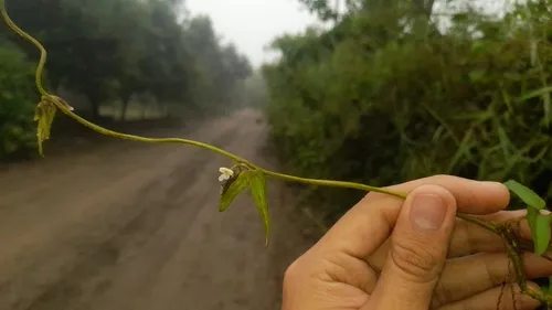 Cresta De Gallo Blanco