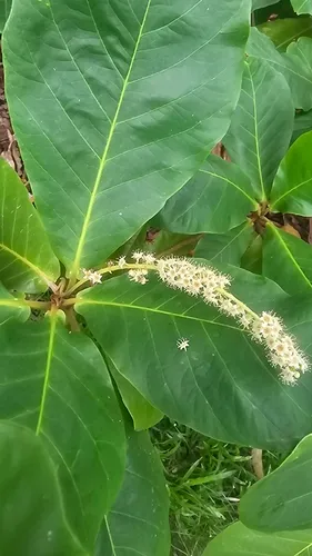 Tropical Almond